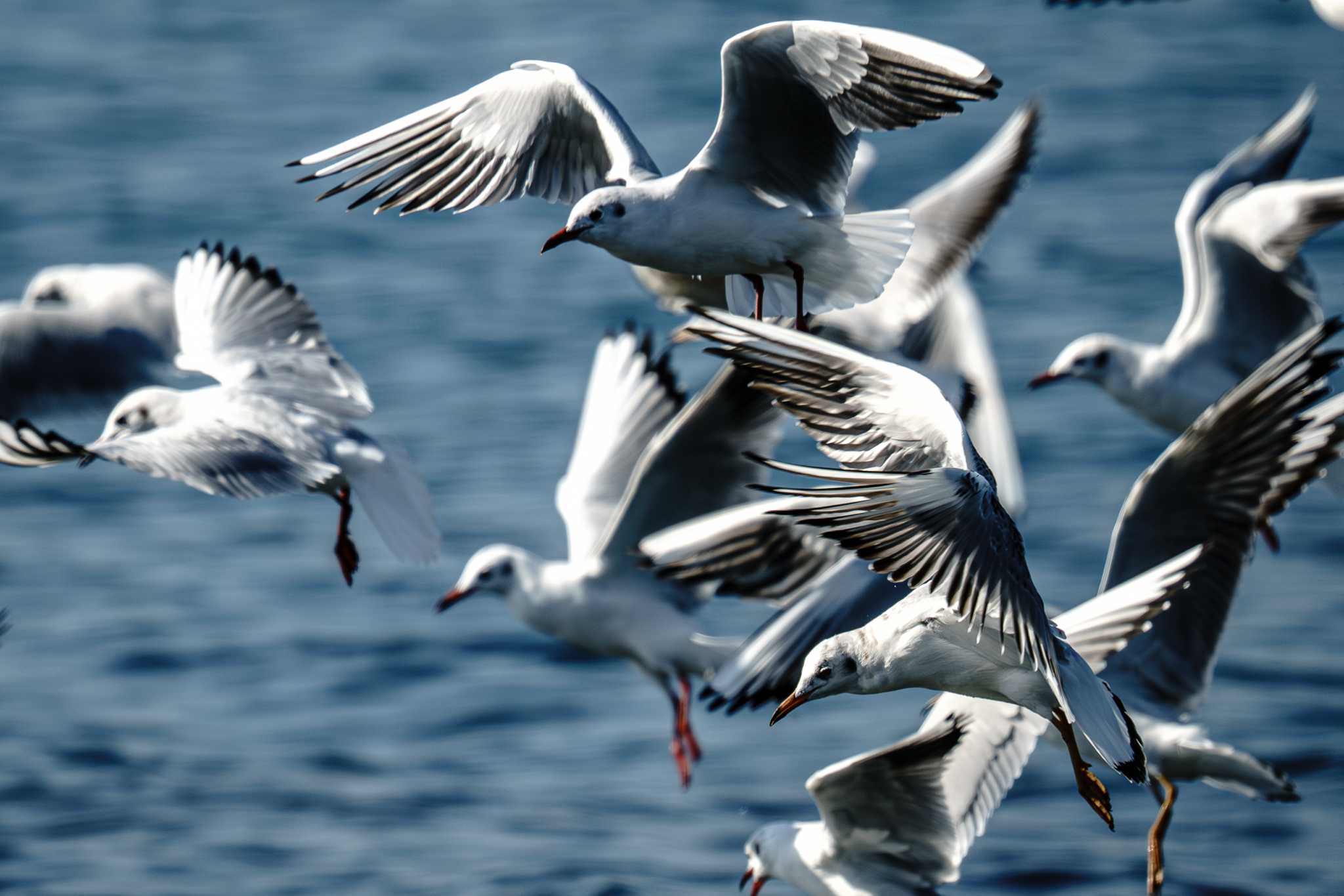 Photo of Black-headed Gull at 長井漁港 by Tosh@Bird