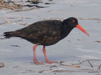 Sooty Oystercatcher Cheynes Beach Fri, 10/13/2023