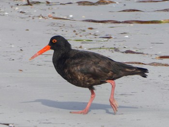 Sooty Oystercatcher Cheynes Beach Fri, 10/13/2023