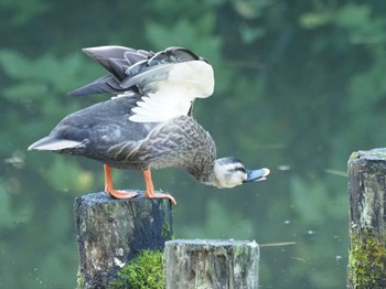 Eastern Spot-billed Duck 横浜市児童遊園地 Thu, 11/2/2023