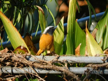 2023年11月2日(木) 妙正寺川の野鳥観察記録