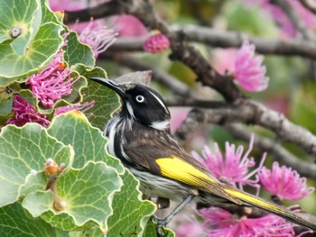 New Holland Honeyeater Cheynes Beach Fri, 10/13/2023