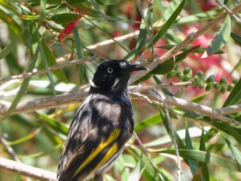 New Holland Honeyeater Busselton, WA, Australia Sun, 10/15/2023