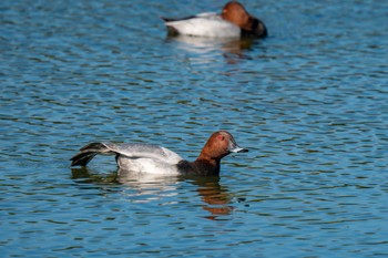 Common Pochard くつわ堰 Wed, 11/1/2023