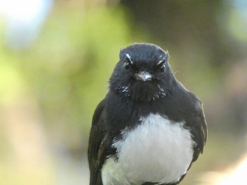 Willie Wagtail Herdsman Lake Tue, 10/17/2023