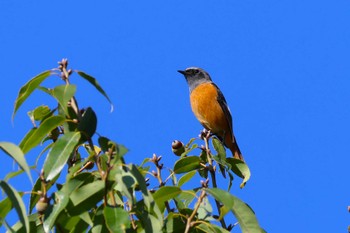 ジョウビタキ ロクハ公園(滋賀県草津市) 2023年10月31日(火)