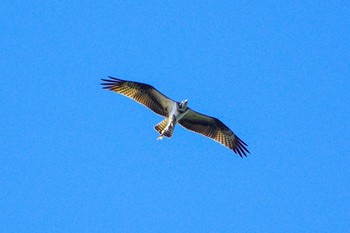 Osprey 厚木七沢森林公園 Tue, 10/24/2023