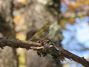 Olive-backed Pipit 富士山麓 Thu, 11/2/2023
