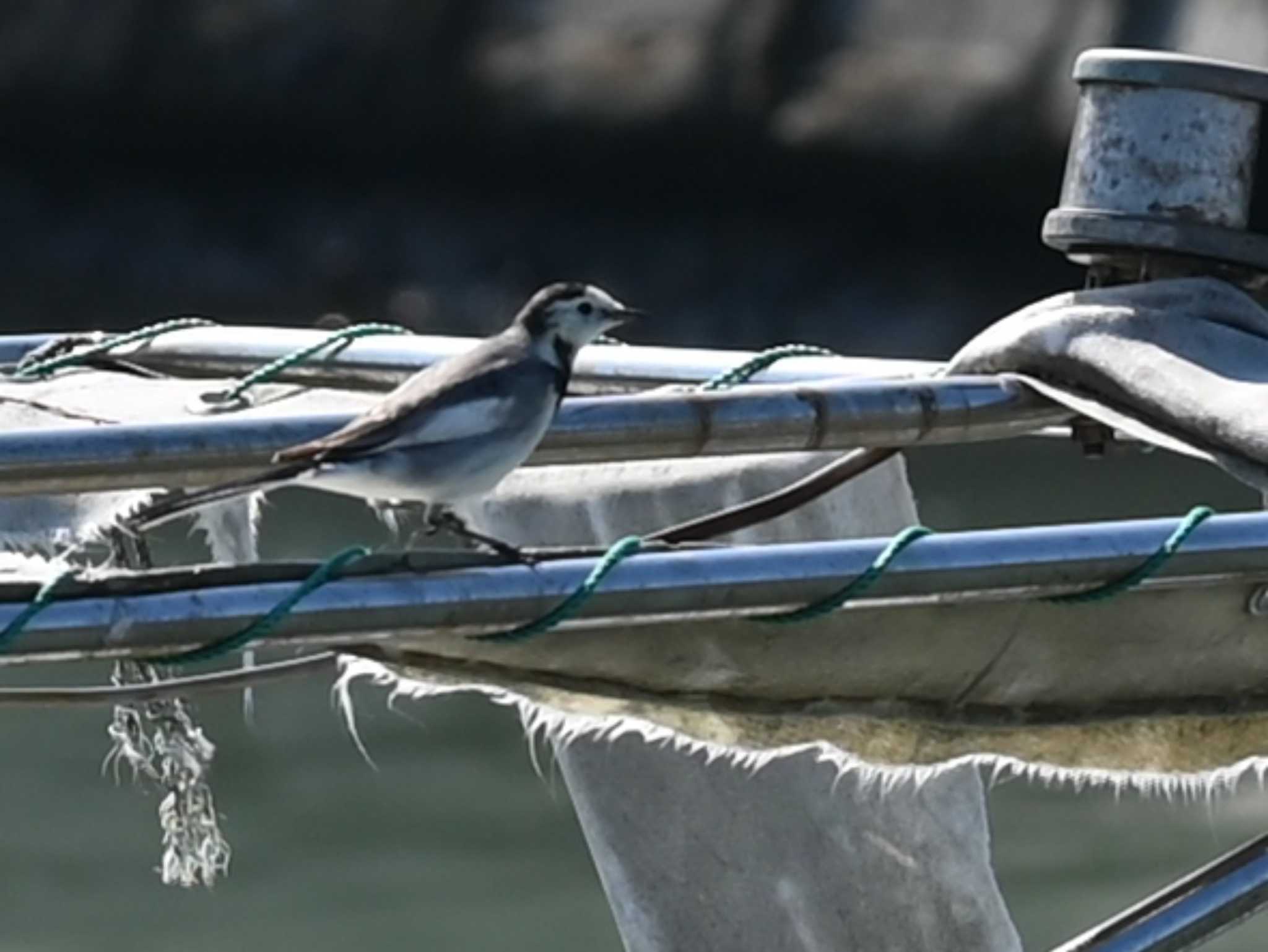 Photo of White Wagtail at 荒尾干潟水鳥湿地センター by jo6ehm