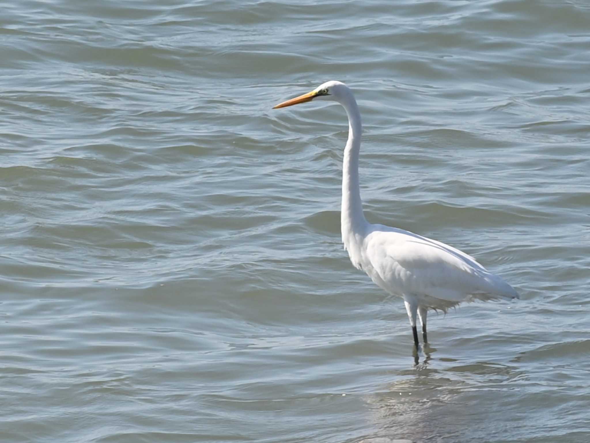 荒尾干潟水鳥湿地センター ダイサギの写真 by jo6ehm