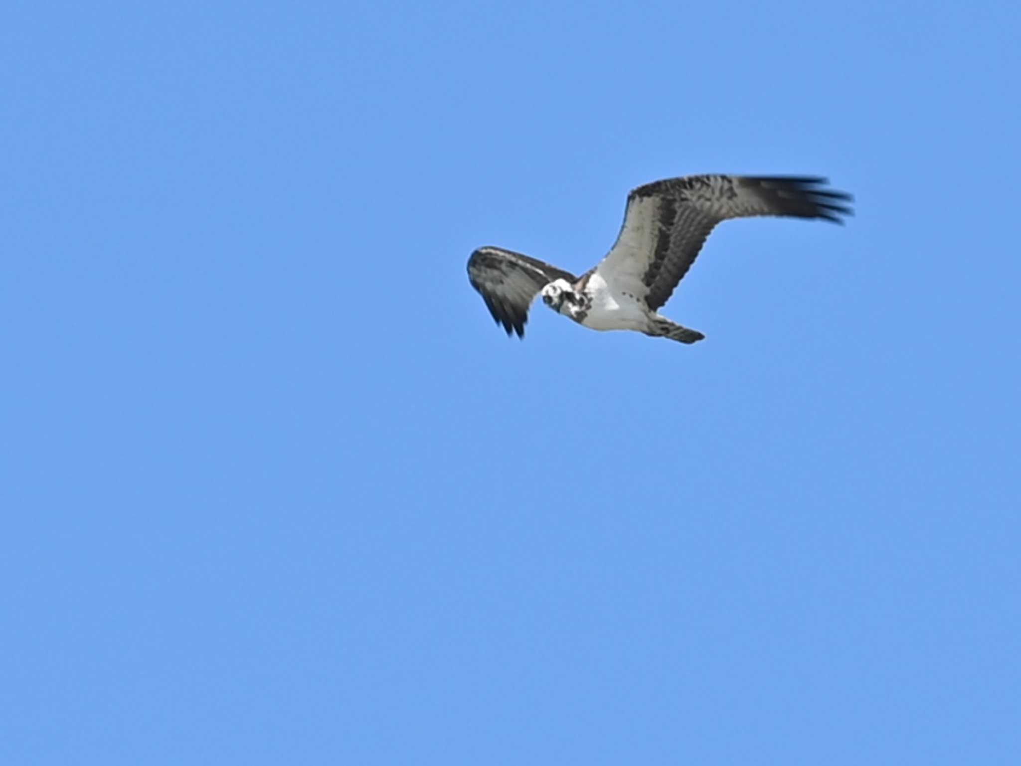 Osprey