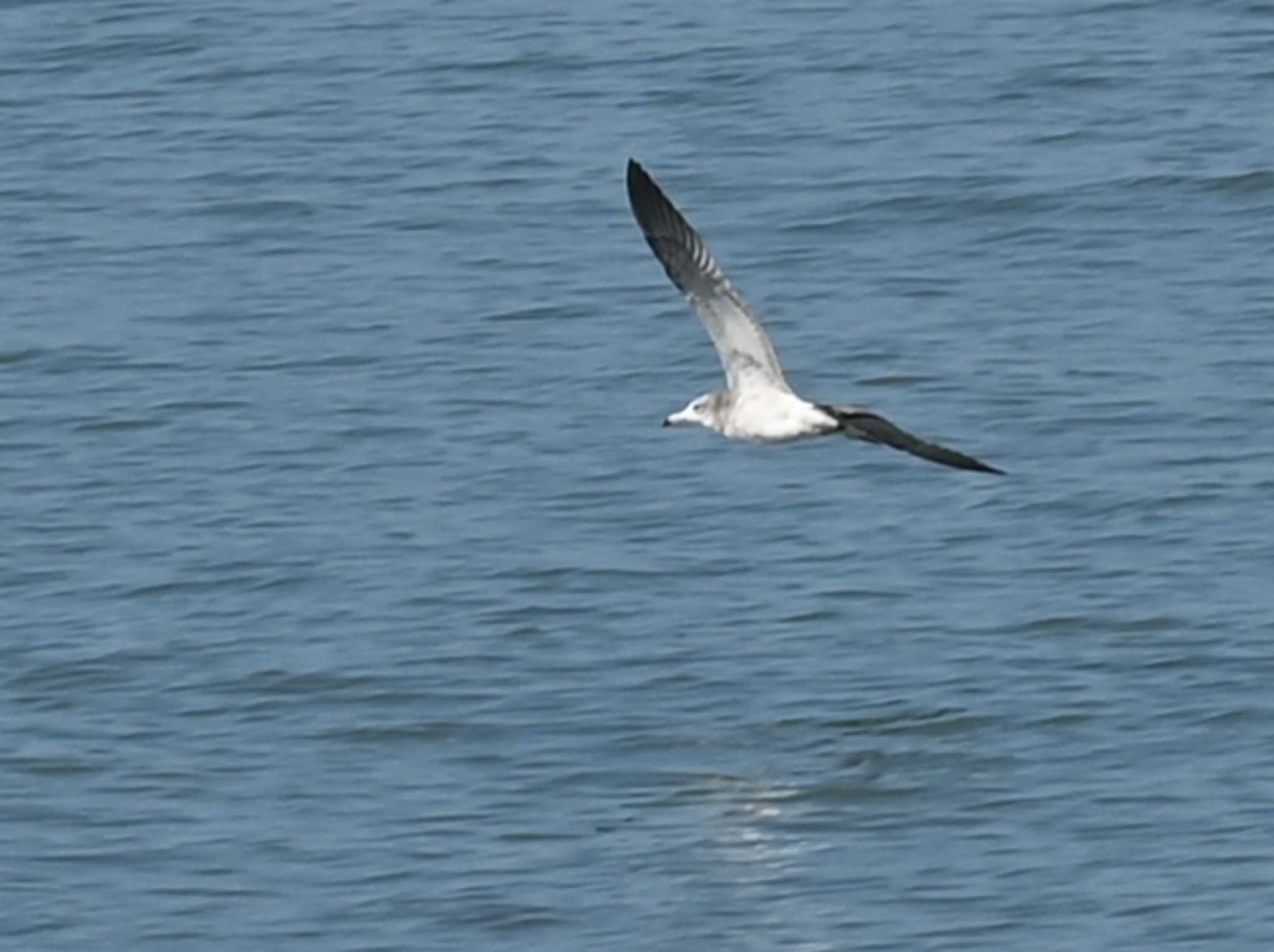 Photo of Common Gull at 荒尾干潟水鳥湿地センター by jo6ehm