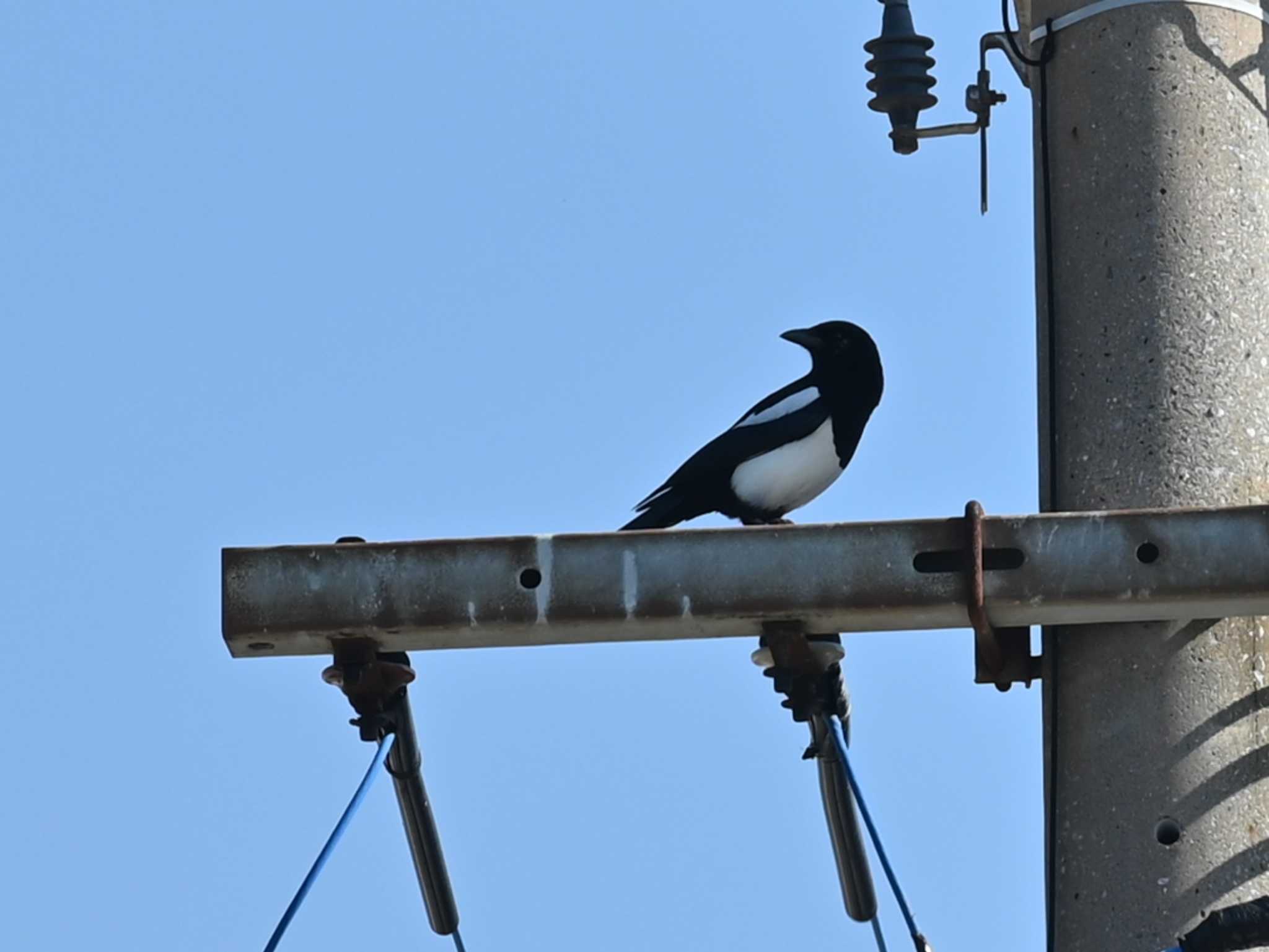 Photo of Eurasian Magpie at 荒尾干潟水鳥湿地センター by jo6ehm