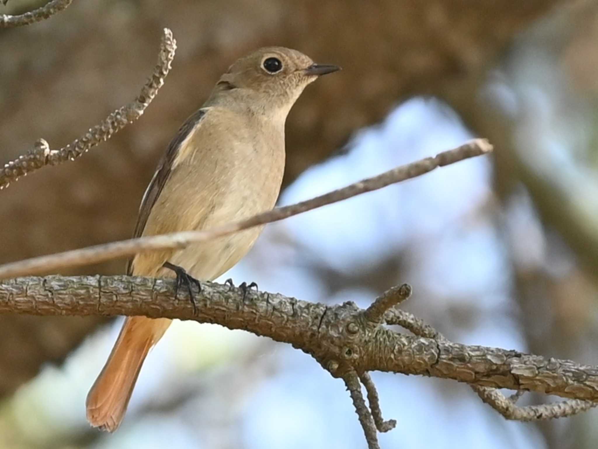 Photo of Daurian Redstart at 荒尾干潟水鳥湿地センター by jo6ehm