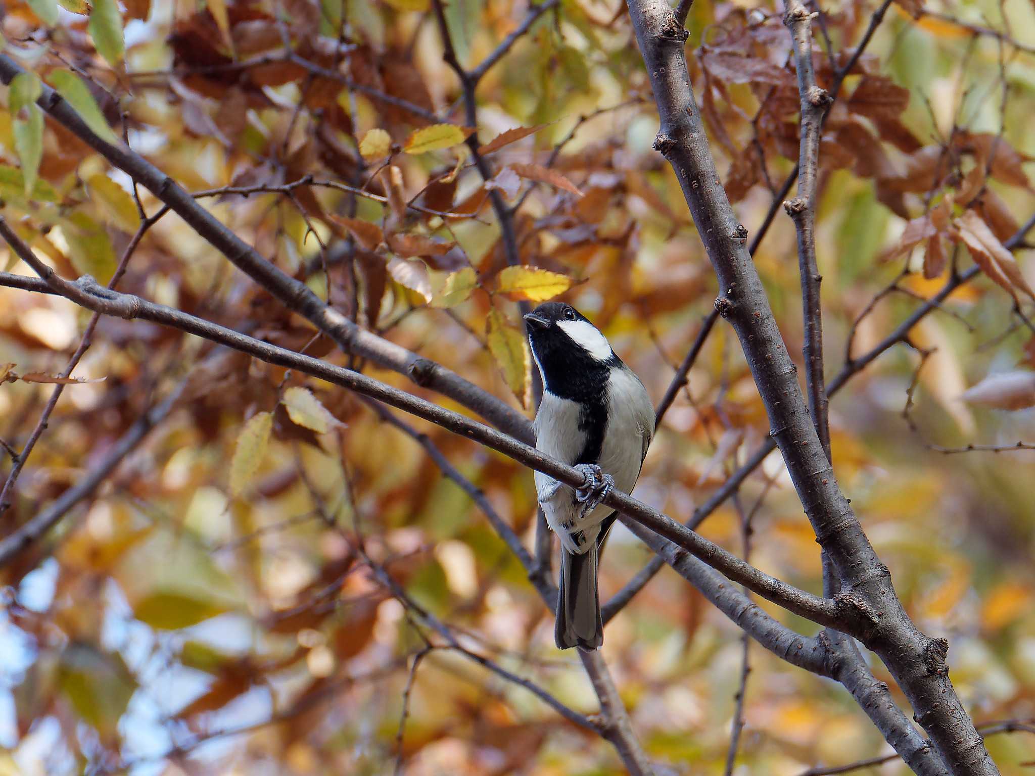 Photo of Japanese Tit at 横浜市立金沢自然公園 by しおまつ