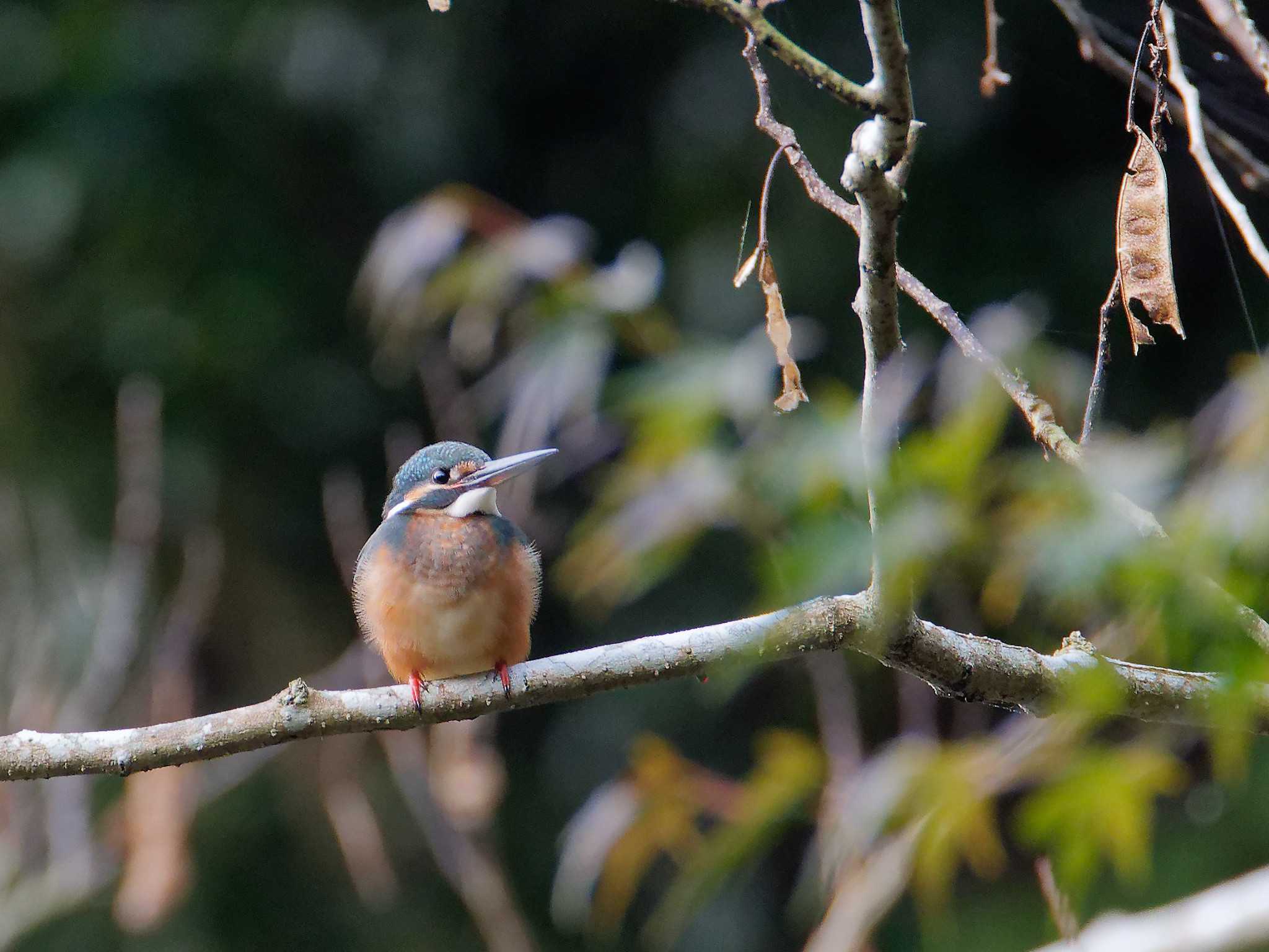 Photo of Common Kingfisher at 横浜市立金沢自然公園 by しおまつ