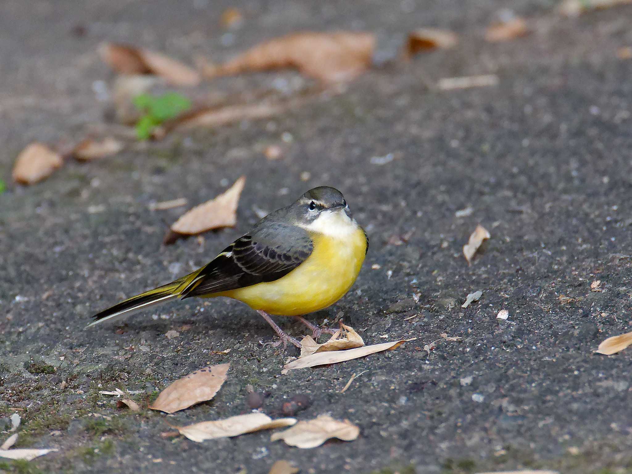 Photo of Grey Wagtail at 横浜市立金沢自然公園 by しおまつ