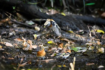 2023年11月2日(木) 荒川大麻生公園の野鳥観察記録