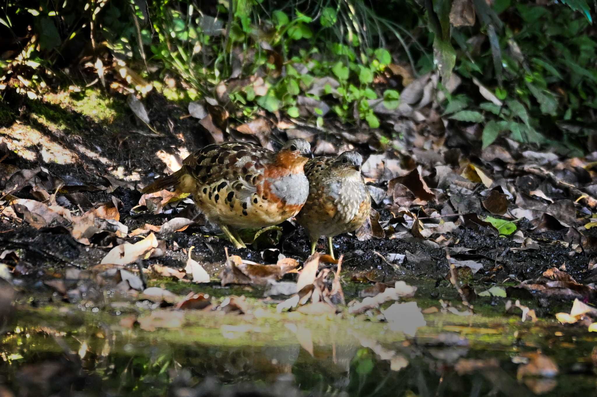 Photo of Chinese Bamboo Partridge at 荒川大麻生公園 by Yokai