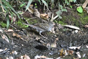 クロジ 荒川大麻生公園 2023年11月2日(木)