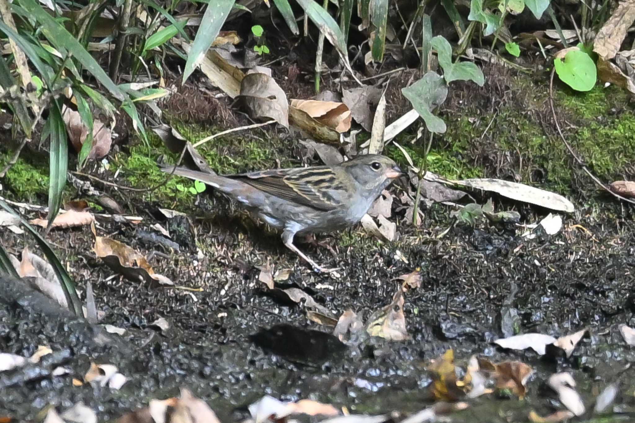 Photo of Grey Bunting at 荒川大麻生公園 by Yokai