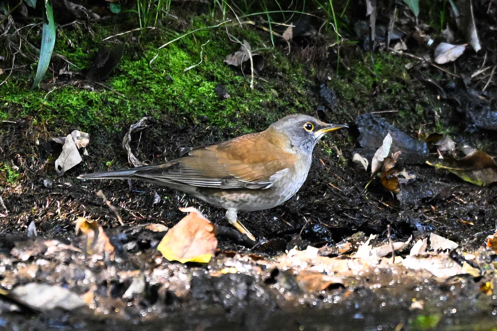 Photo of Pale Thrush at 荒川大麻生公園 by Yokai