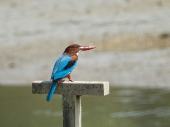 アオショウビン 香港湿地公園 2023年11月2日(木)