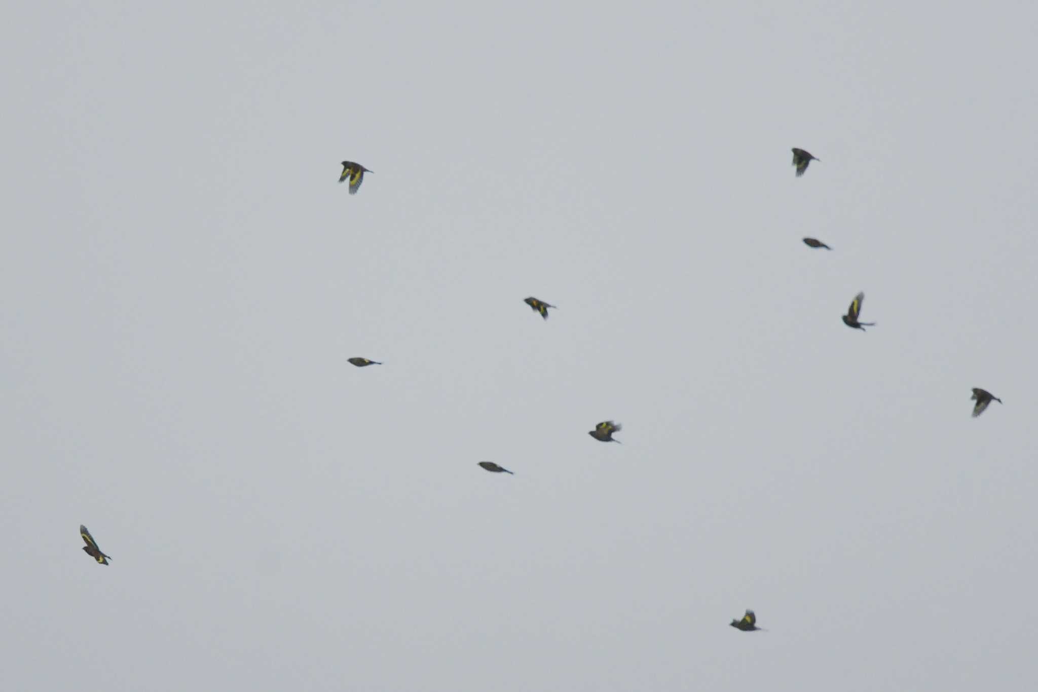 Grey-capped Greenfinch