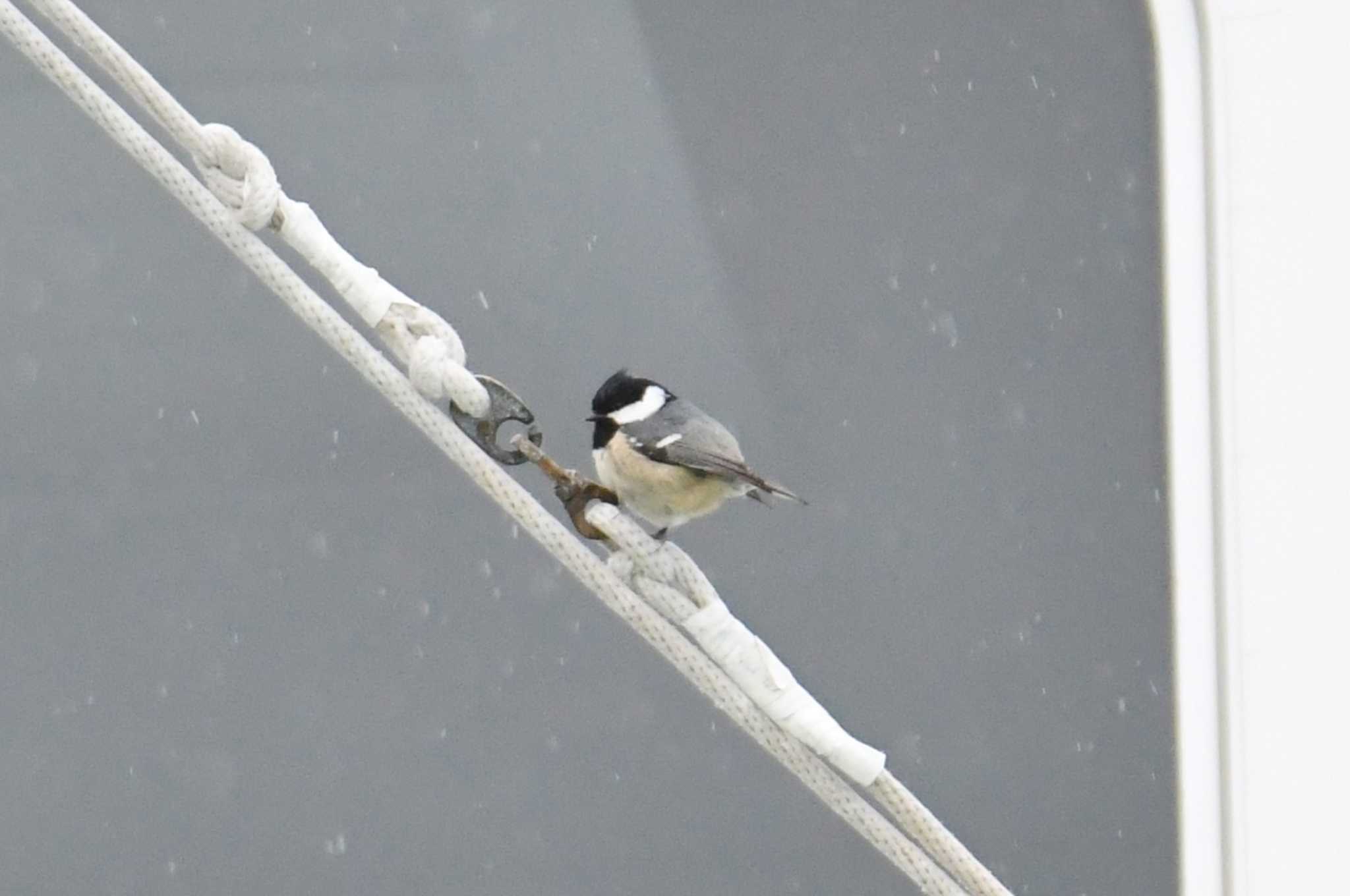 Coal Tit