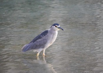 Black-crowned Night Heron Hilton Hawaiian Village Beach Resort & Spa Thu, 10/26/2023