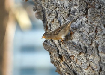 House Sparrow Hilton Hawaiian Village Beach Resort & Spa Thu, 10/26/2023