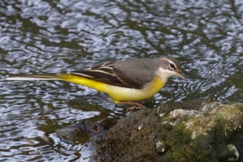 Grey Wagtail 笹下川 Thu, 11/2/2023