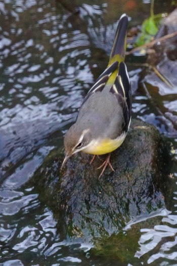 Grey Wagtail 笹下川 Thu, 11/2/2023