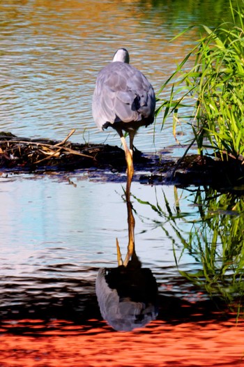 Grey Heron 笹下川 Thu, 11/2/2023