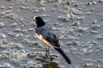 White Wagtail 笹下川 Thu, 11/2/2023