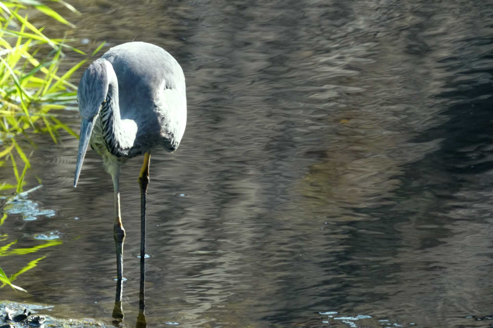 Photo of Grey Heron at 笹下川 by sinbesax