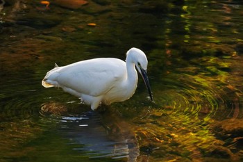 Little Egret 笹下川 Thu, 11/2/2023