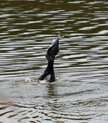 カワウ 維摩池 2021年2月20日(土)