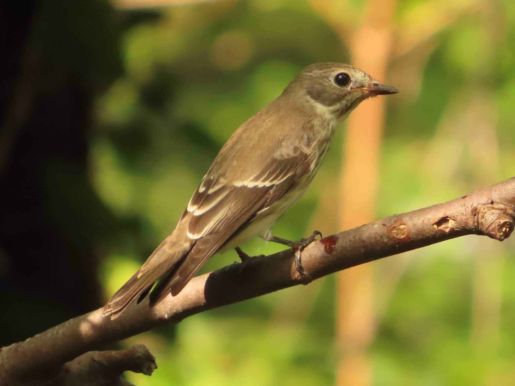 Grey-streaked Flycatcher