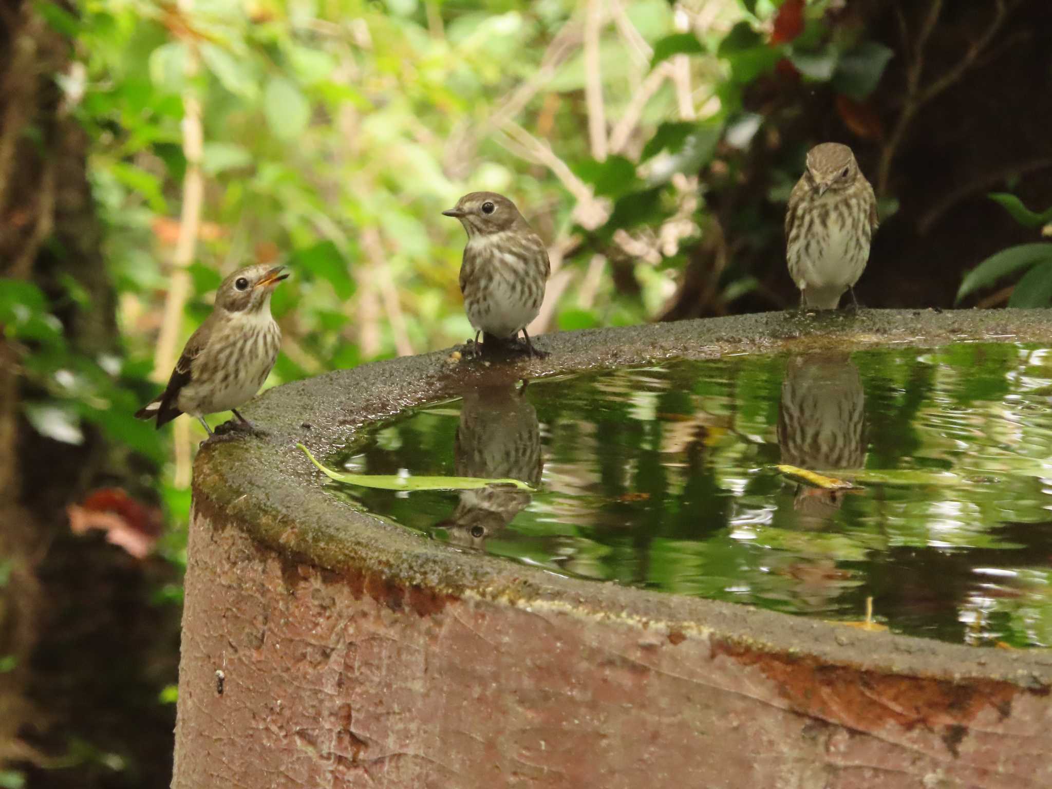 Grey-streaked Flycatcher