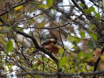 Varied Tit Imperial Palace Sun, 10/29/2023