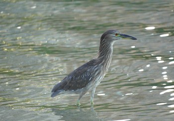 Black-crowned Night Heron Hilton Hawaiian Village Beach Resort & Spa Thu, 10/26/2023