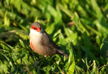 オナガカエデチョウ Hilton Hawaiian Village Beach Resort & Spa 2023年10月26日(木)