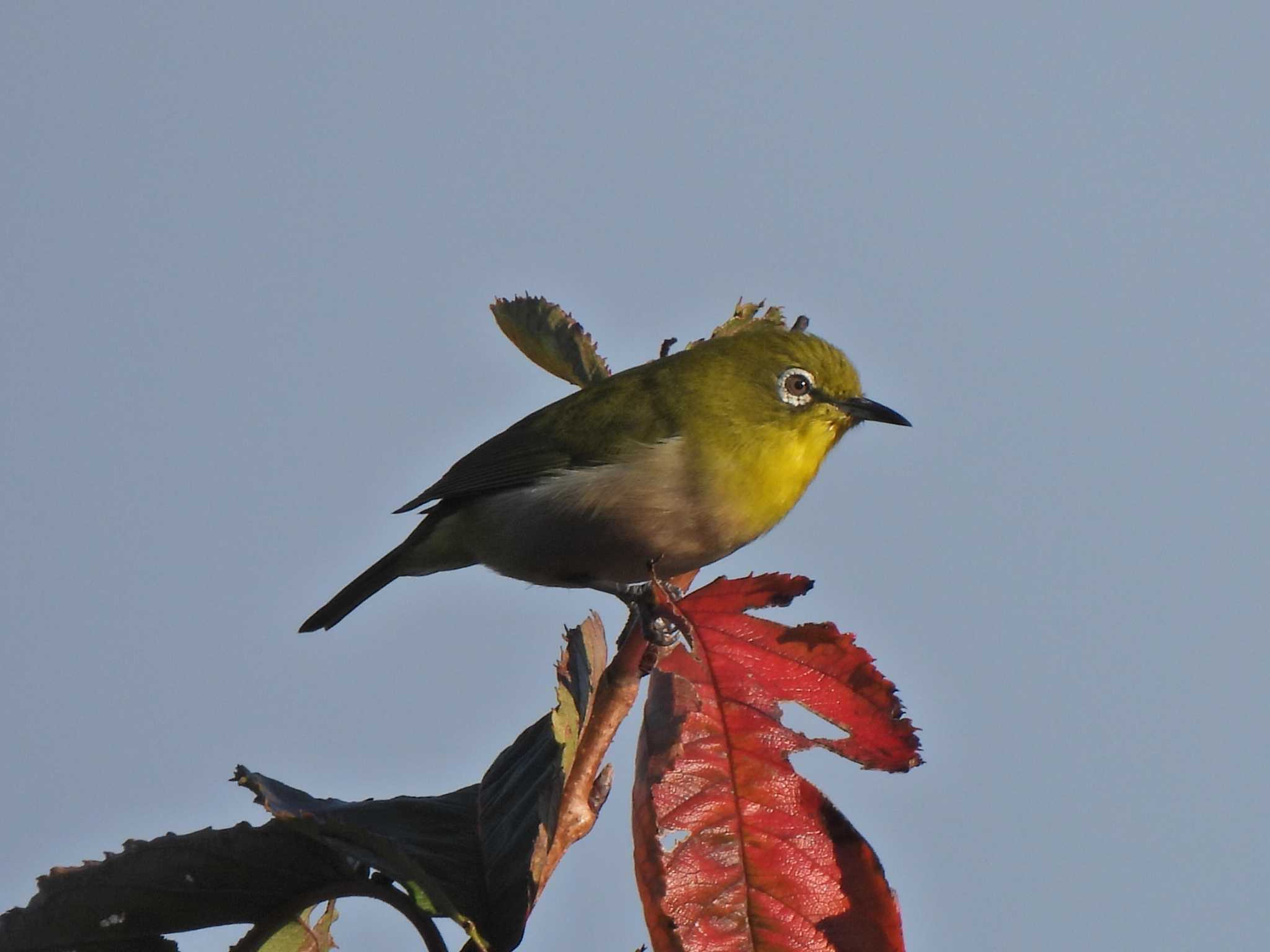 Warbling White-eye