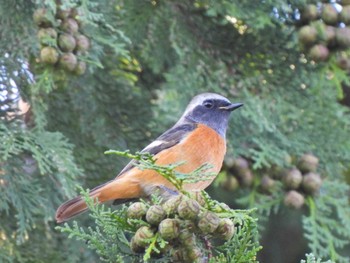 2023年11月2日(木) 江之浦測候所の野鳥観察記録