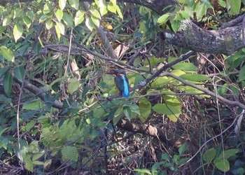 2023年11月2日(木) 上野台公園（東海市）の野鳥観察記録