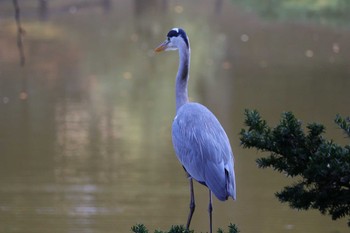 アオサギ 上野台公園（東海市） 2023年11月2日(木)