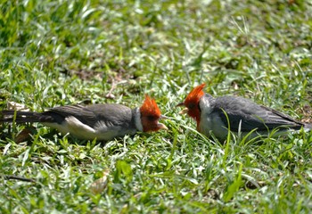 Red-crested Cardinal Ainahau Triangle Thu, 10/26/2023