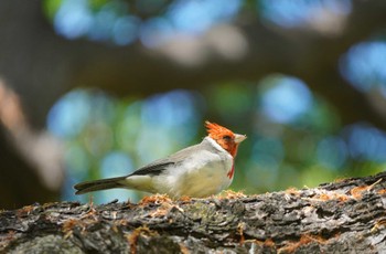 Red-crested Cardinal Ainahau Triangle Thu, 10/26/2023