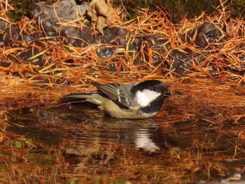 Coal Tit Okuniwaso(Mt. Fuji) Sun, 10/22/2023